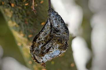 dried plum