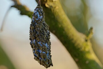 dried plum on a tree