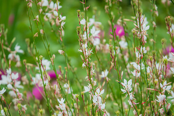 Delicate White Flowers Dancing in the Gentle Breeze at a Vibrant Garden in Springtime, Showcasing Nature's Beauty and Tranquility in Full Bloom