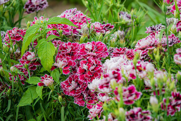 Obraz premium Beautiful Display of Vibrant Red and White Flowers Blooming in a Sunny Garden Showcasing Nature's Colors and Diversity During Springtime