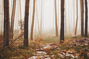 leśna ścieżka,mgła  © Marcin Łazarczyk