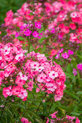 Vibrant Pink Phlox Blossoms Create a Breathtaking Tapestry in a Sunlit Garden, Showcasing Nature's Artistry and Colors During the Warm Days of Spring