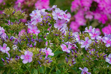 Vibrant Display of Phlox Flowers Blooming in a Lush Garden During the Warm Spring Season, Showcasing Nature's Colorful Artistry and Fragrant Beauty