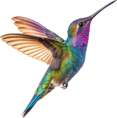 Hummingbird in Flight