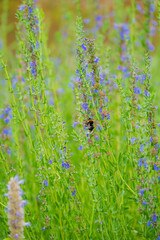 Delicate Harmony of Nature Blossoms as a Bee Flits Among Vibrant Blue Wildflowers in a Sunlit Meadow During the Height of Spring
