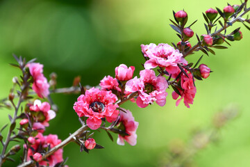 ギョリュウバイ　manuka, tea tree