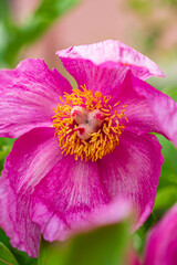 Fototapeta premium Vibrant Pink Flower With Striking Yellow Center Blooming in a Lush Garden During the Warm Days of Spring