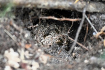 black wasps comb underground