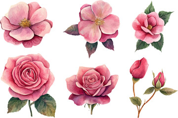 set of pink roses isolated