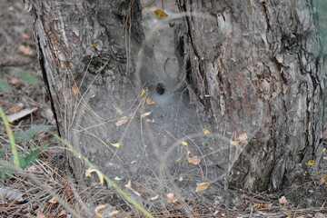 A closeup of a spider web on the trunk of a pine tree in autumn season