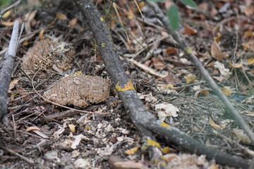 Honeycomb on the ground in the autumn forest. Selective focus