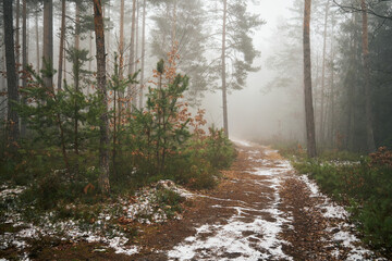 leśna droga,mgła  © Marcin Łazarczyk