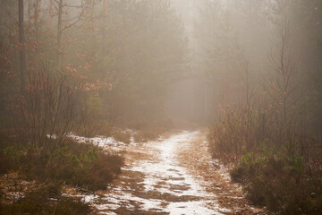 leśna droga,mgła  © Marcin Łazarczyk
