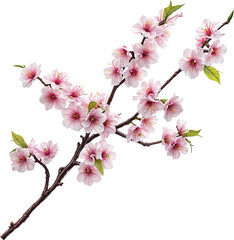 桜の枝 Cherry blossom branch  Generative AI