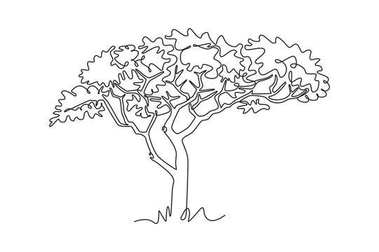 Single one line drawing of exotic and beauty marula tree. Decorative sclerocarya birrea for greeting post card. World tourism and travel. Modern continuous line draw design graphic vector illustration