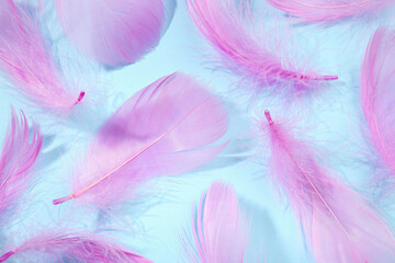 Obraz premium Fluffy pink feathers on light blue background, closeup