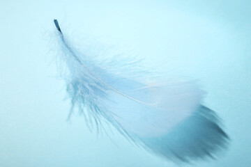 One fluffy feather on light blue background, closeup