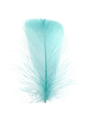 Fluffy light turquoise feather isolated on white
