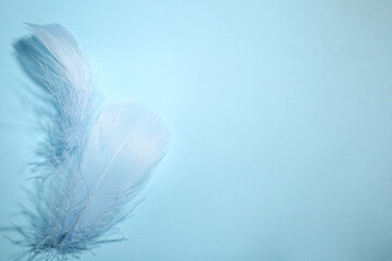 Obraz premium Fluffy feathers on light blue background, top view. Space for text