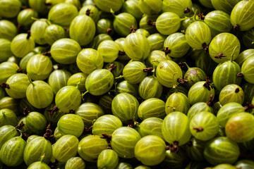 Freshly Harvested Green Gooseberries Piled Together, Showcasing Their Vibrant Color and Unique Texture at a Local Farmer's Market During Peak Summer Season