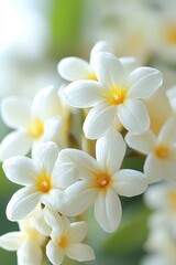 Fototapeta premium Delicate Beauty Cluster of Fragrant White Flowers with Subtle Yellow Centers,Close-Up
