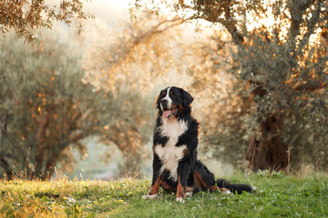 A Bernese Mountain Dog sits calmly in a meadow, surrounded by the beauty of nature.
