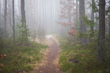 leśna ścieżka,mgła  © Marcin Łazarczyk