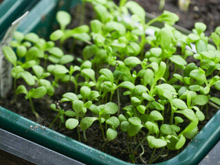 Seedlings indoors growing under grow-lights. 