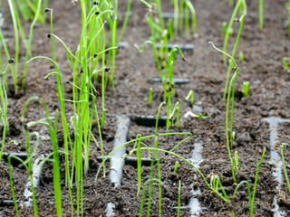 Onion seedlings in a seed tray. Germination and indoor cultivation. Sustainability, homestead, gardening, self-sufficiency