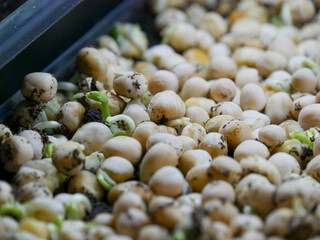 Pea shoots growing on a tray. Sprouts from yellow peas. Germinating.