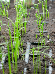 Onion seedlings in a seed tray. Germination and indoor cultivation. Sustainability, homestead, gardening, self-sufficiency