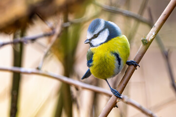 Fototapeta premium Blaumeise (blue tit) im Herbst, Winter auf einem Ast / Vogel