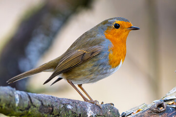 Rotkelchen, Robin im Herbst / Winter auf einem Ast / Vogel