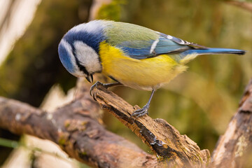 Blaumeise (blue tit) im Herbst, Winter auf einem Ast / Vogel