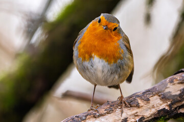Fototapeta premium Rotkelchen, Robin im Herbst / Winter auf einem Ast / Vogel