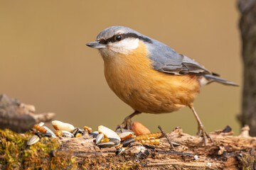 Kleiber im Herbst/Winter auf einem Ast / Vogel