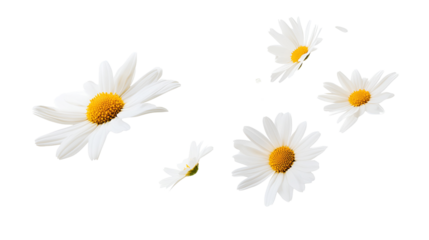 daisies isolated on white