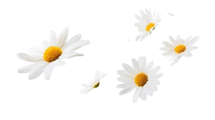 Fotobehang daisies isolated on white © wiibu