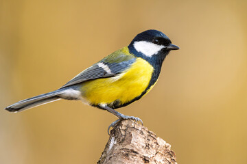 Kohlmeise mit Futter im Winter auf einem Ast / Vogel