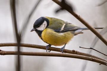 Kohlmeise mit Futter im Winter auf einem Ast / Vogel