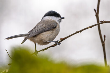 Sumpfmeise im Herbst/Winter auf einem Ast / Vogel