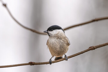 Sumpfmeise im Herbst/Winter auf einem Ast / Vogel