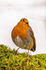 Rotkelchen, Robin im Herbst / Winter auf einem Ast mit Moos / Vogel