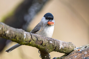Sumpfmeise im Herbst/Winter mit einer Nuss im Schnabel auf einem Ast / Vogel