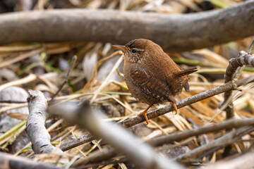 Zaunkönig (Eurasian wren) rastet auf einem Ast