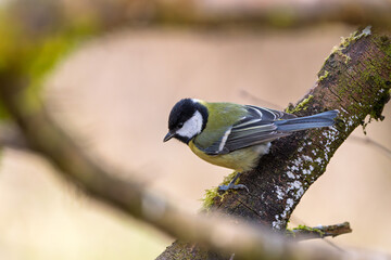 Kohlmeise mit Futter im Winter auf einem Ast / Vogel