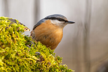 Kleiber im Herbst/Winter auf einem Ast / Vogel