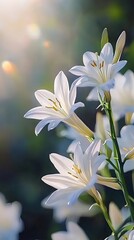 Fototapeta premium White flowers with delicate petals in soft light, phone wallpaper