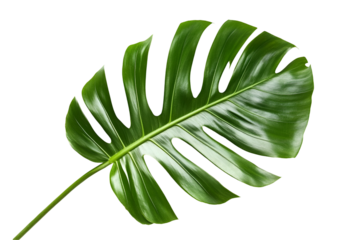 green leaf isolated on white background