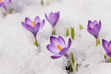 Spring crocus in the snow, illuminated by the sun